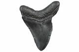 Fossil Megalodon Tooth - South Carolina #362499-1